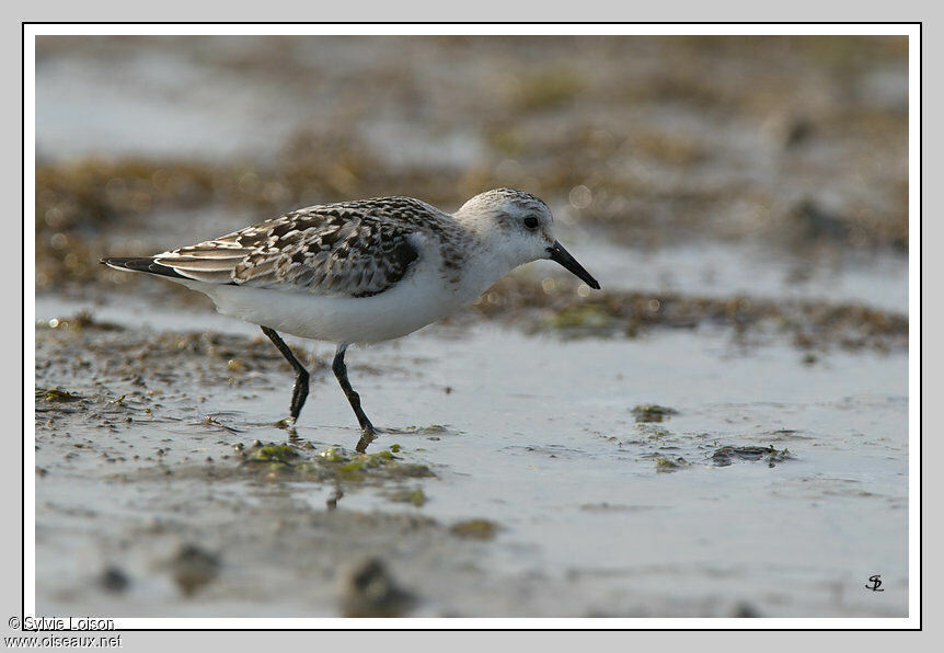 Sanderling