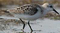 Bécasseau sanderling