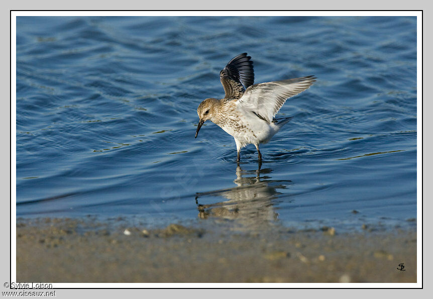 Dunlin