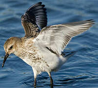 Dunlin