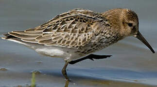 Dunlin