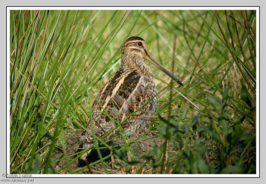 Common Snipe