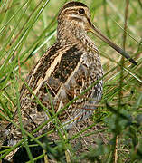 Common Snipe