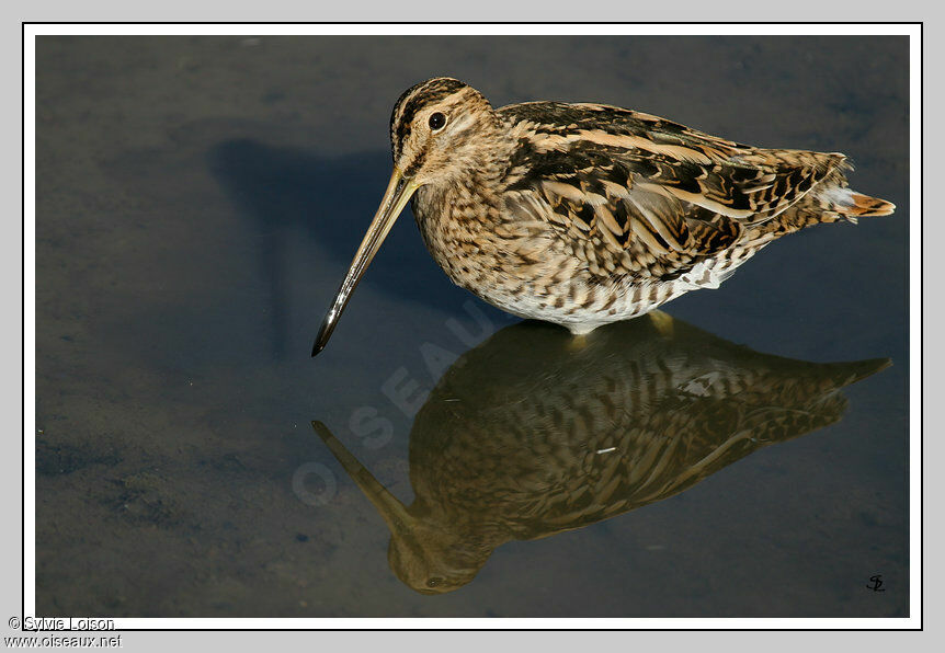 Common Snipe