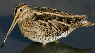 Common Snipe