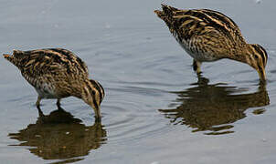 Common Snipe