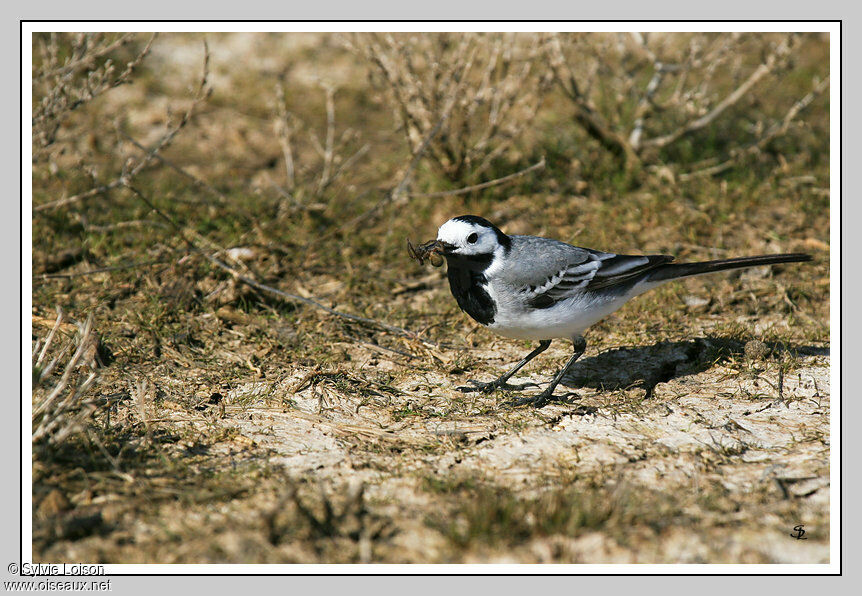 White Wagtail