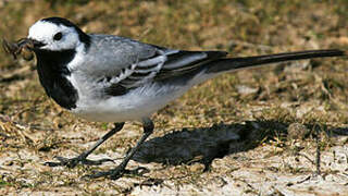 White Wagtail