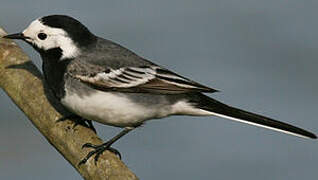 White Wagtail