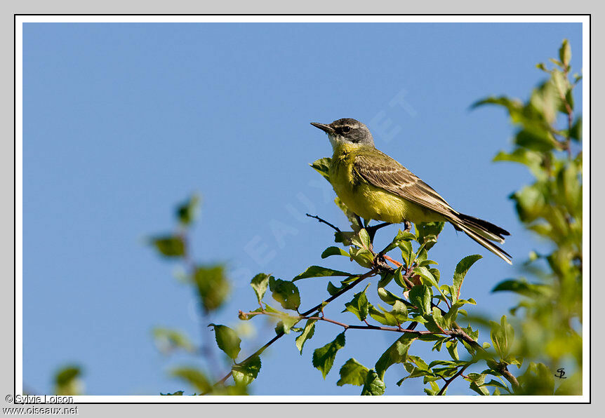 Western Yellow Wagtail