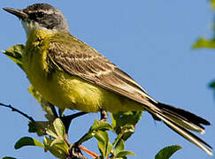 Western Yellow Wagtail