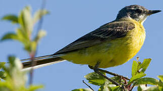 Western Yellow Wagtail