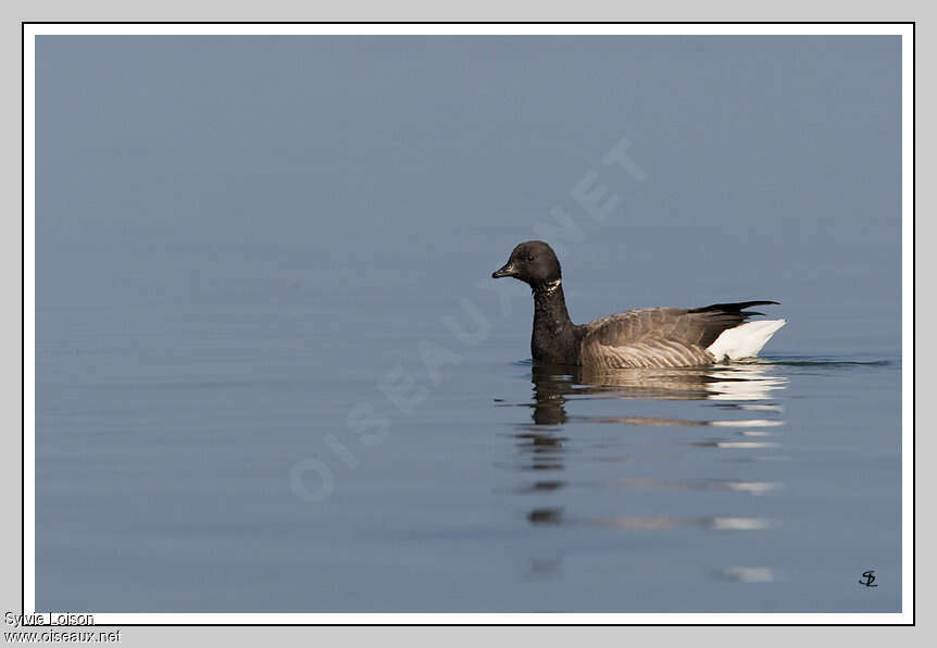 Brant Goose, swimming