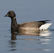 Brant Goose