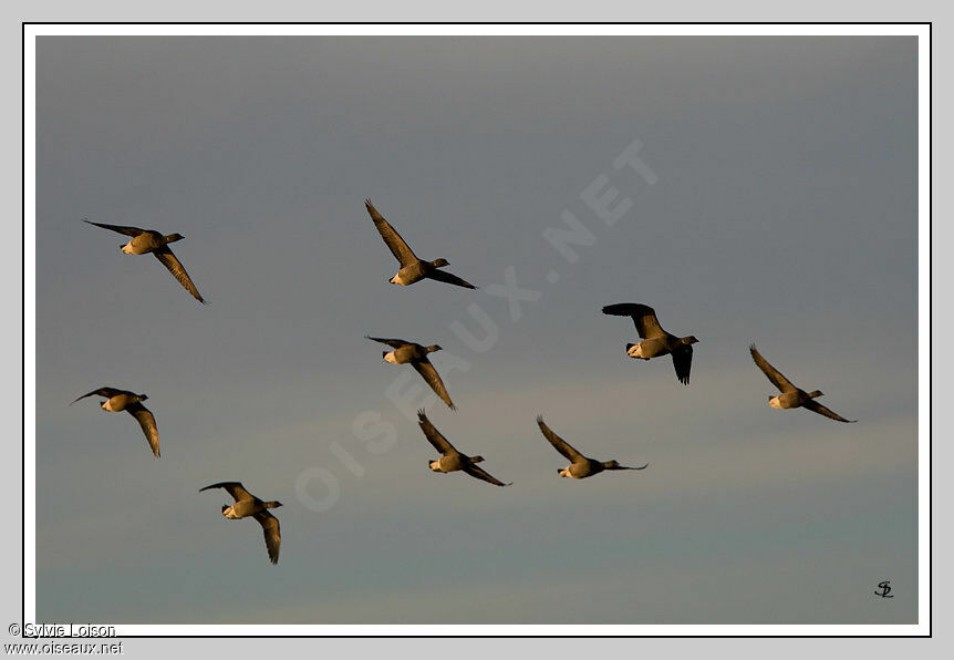 Brant Goose