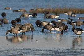 Brant Goose