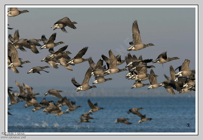 Brant Goose