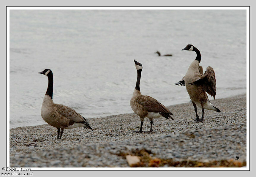 Canada Goose