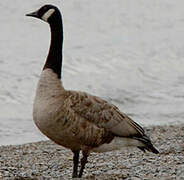 Canada Goose