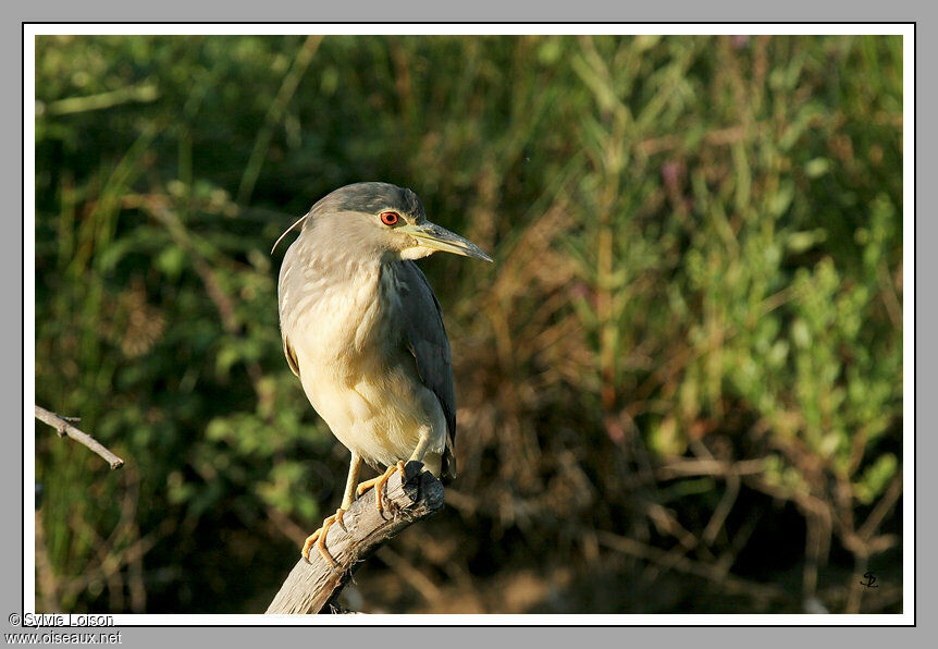 Black-crowned Night Heron