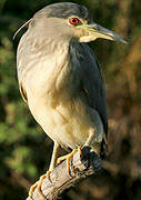 Black-crowned Night Heron