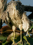 Black-crowned Night Heron