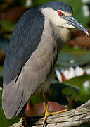 Black-crowned Night Heron