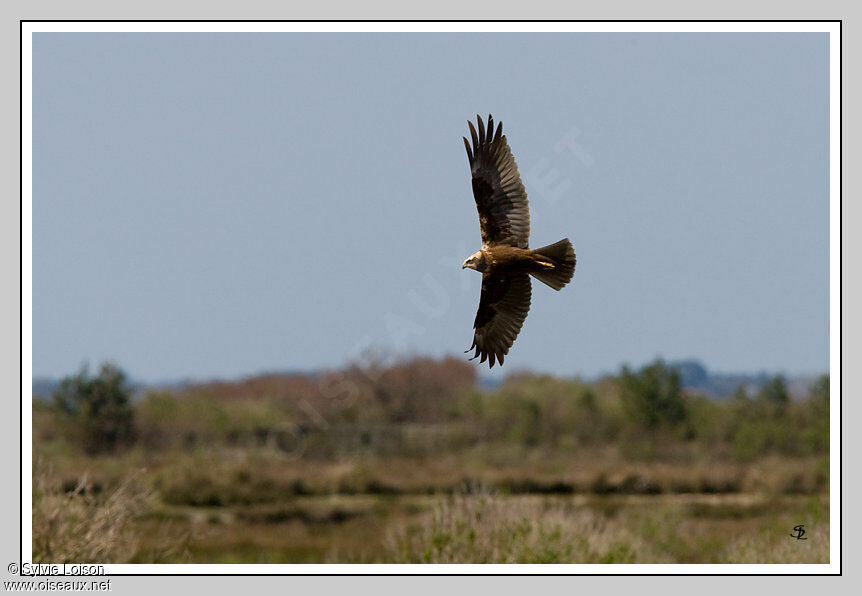 Western Marsh Harrier