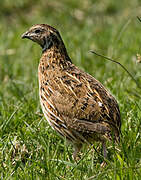 Common Quail