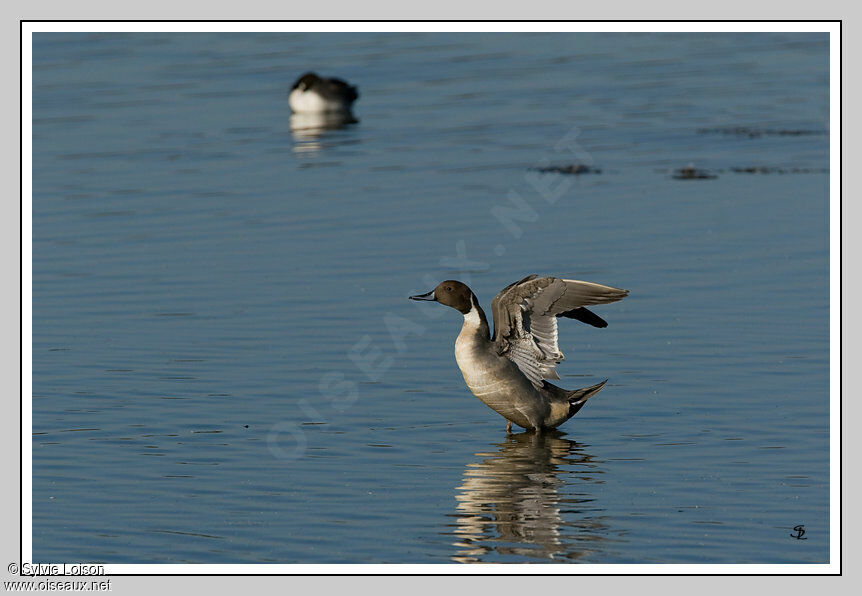 Canard pilet