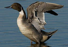 Northern Pintail