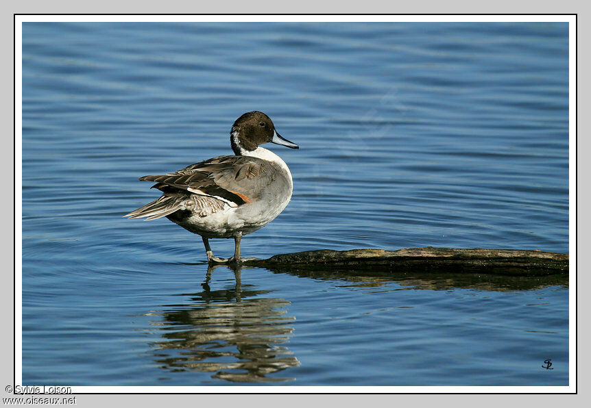 Canard pilet