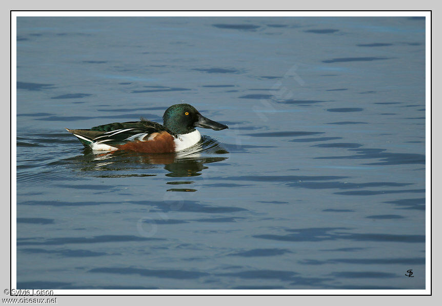 Northern Shoveler