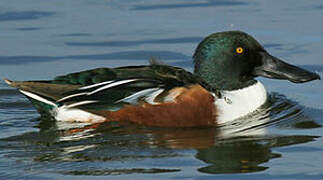 Northern Shoveler