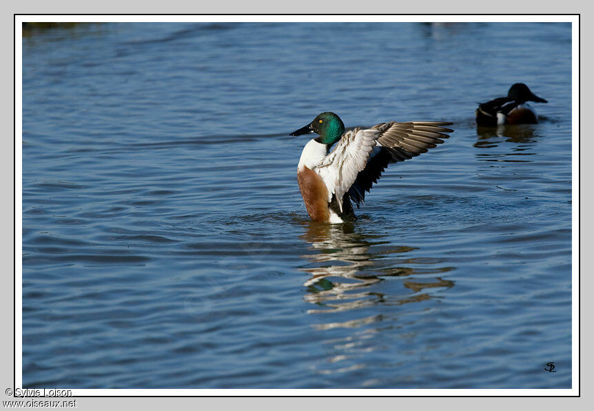 Canard souchet