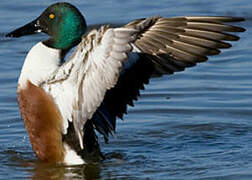 Northern Shoveler