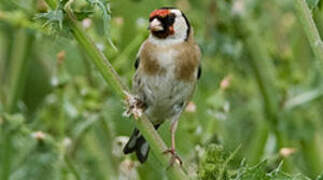 European Goldfinch