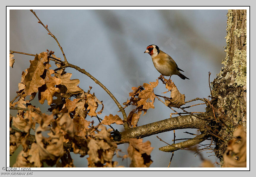 European Goldfinch