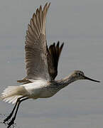 Common Greenshank