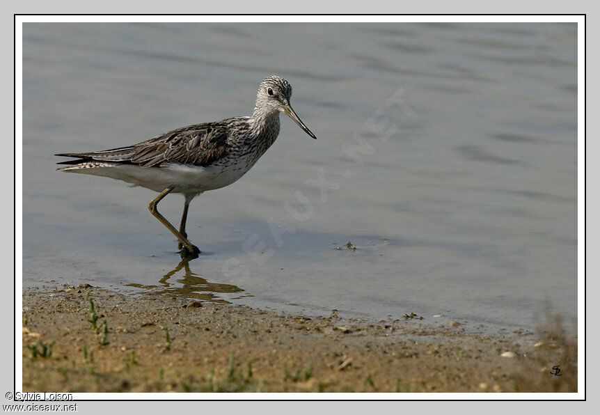 Common Greenshank