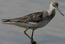 Common Greenshank