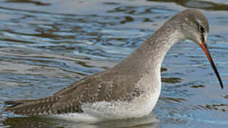 Spotted Redshank