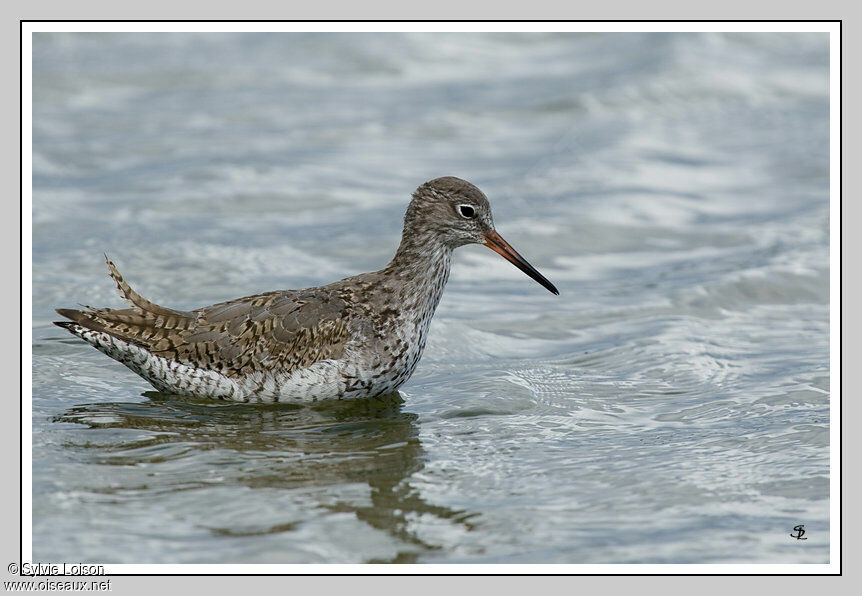 Common Redshank