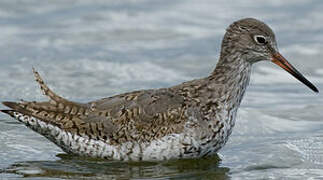 Common Redshank