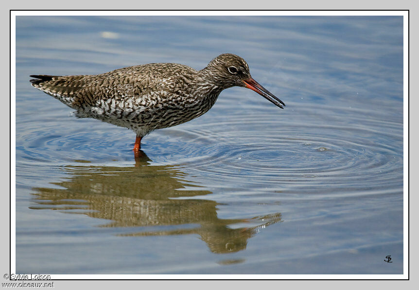 Common Redshank