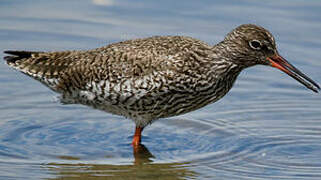 Common Redshank