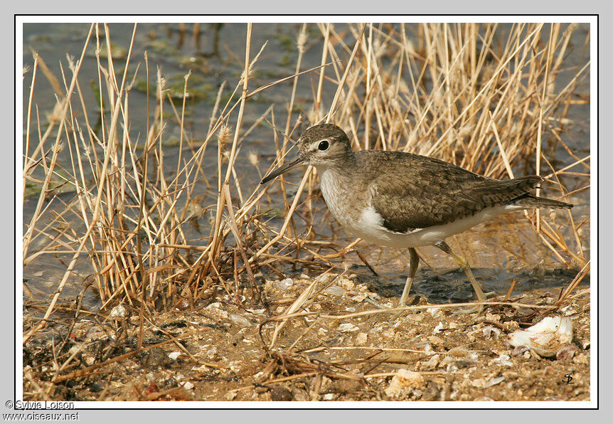 Common Sandpiper