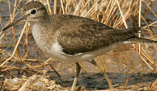 Common Sandpiper