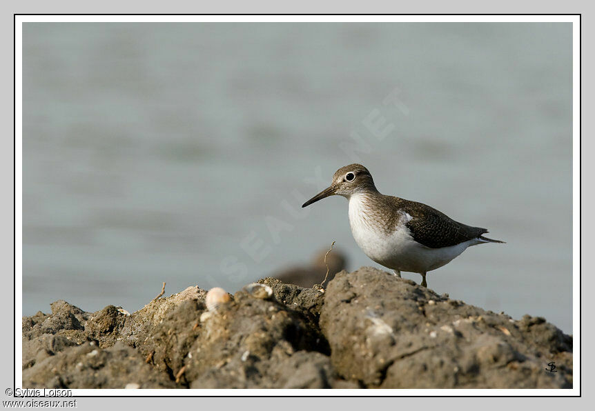 Common Sandpiper