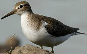 Common Sandpiper